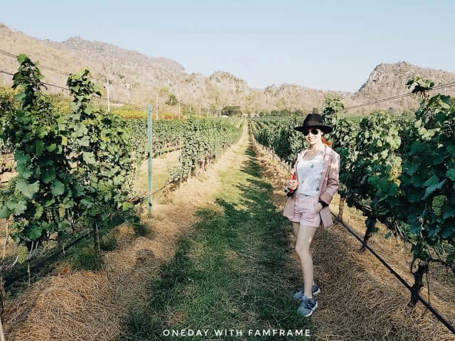 เทสไวน์ ชมไร่องุ่น ที่ กรานมอนเต้ เขาใหญ่