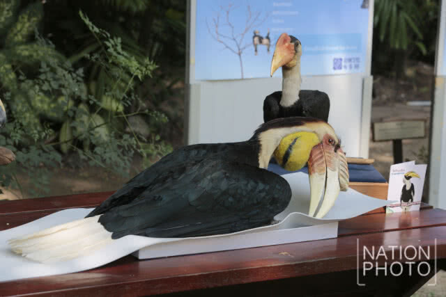 คณะวิทยาศาสตร์ มหิดล จัดงาน "วันรักนกเงือก"