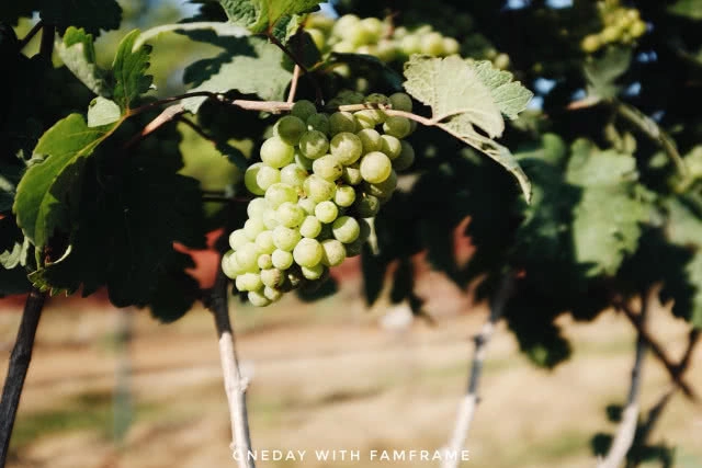 เทสไวน์ ชมไร่องุ่น ที่ กรานมอนเต้ เขาใหญ่