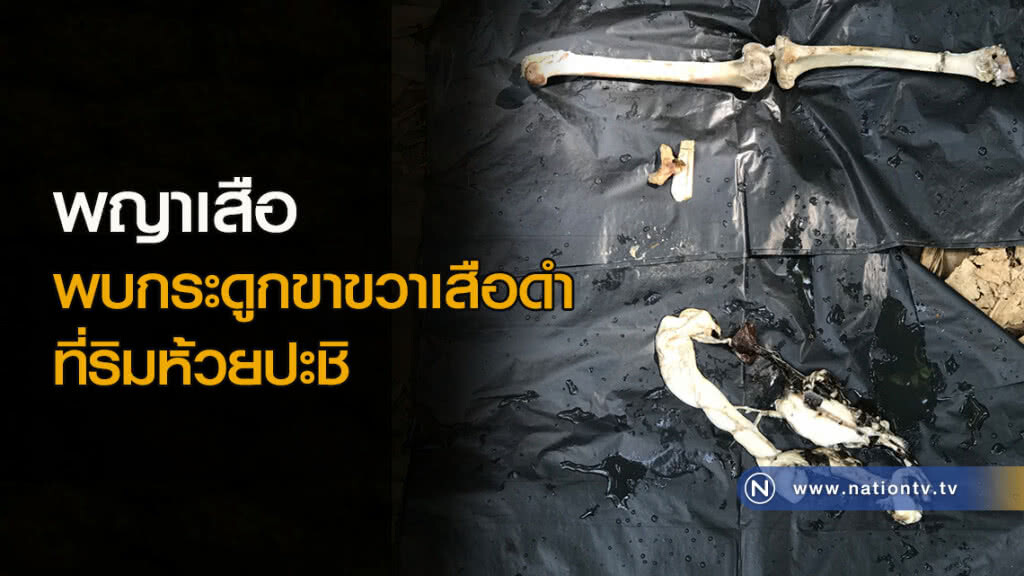 พญาเสือพบกระดูกขาขวาเสือดำที่ริมห้วยปะชิ พญาเสือพบกระดูกขาขวาเสือดำที่ริมห้วยปะชิ