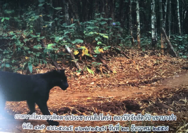 เอ็กซ์เรย์ชิ้นเนื้อเสือดำหาหัวกระสุน