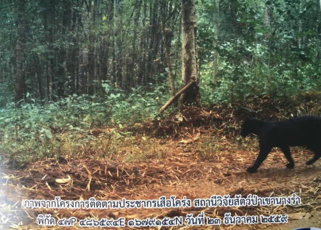 เอ็กซ์เรย์ชิ้นเนื้อเสือดำหาหัวกระสุน