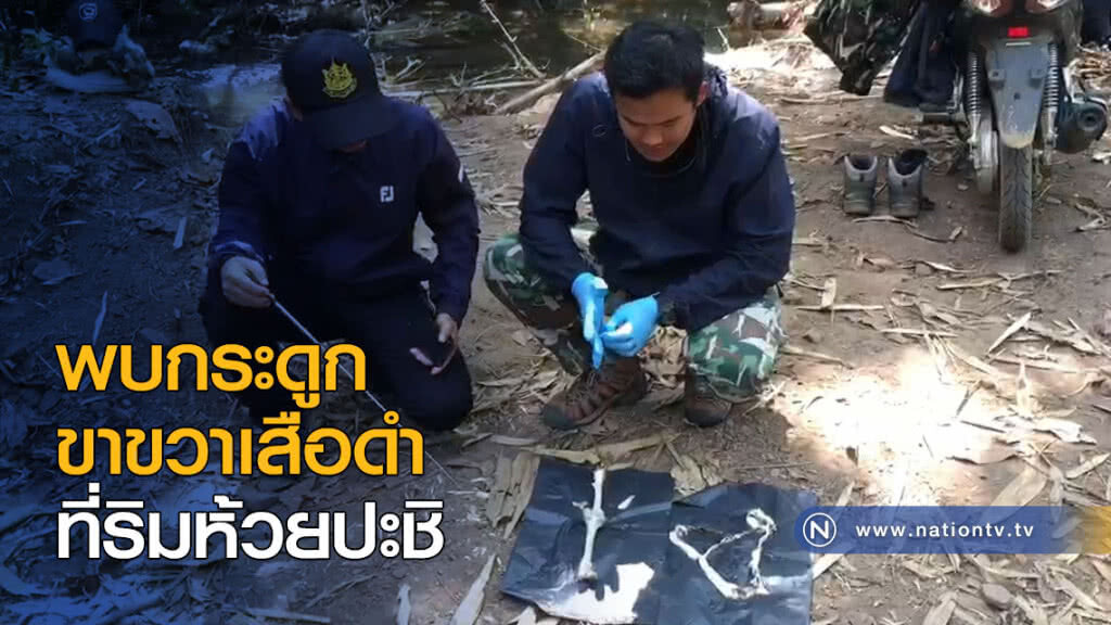 พบกระดูกขาขวาเสือดำ ริมห้วยปะชิ
