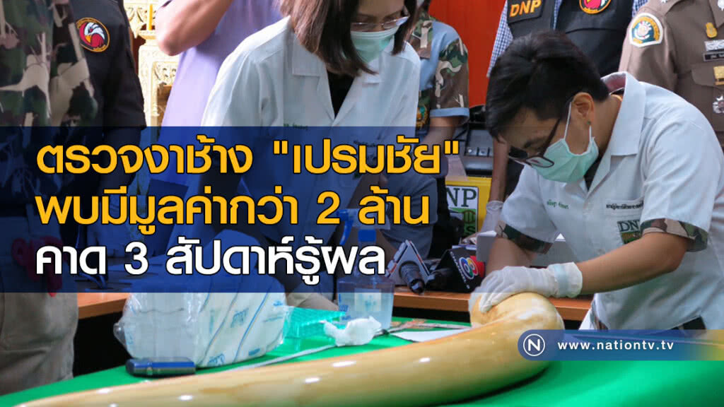 ตรวจงาช้าง "เปรมชัย" พบมีมูลค่ากว่า 2 ล้าน คาด 3 สัปดาห์รู้ผล ตรวจงาช้าง "เปรมชัย" พบมีมูลค่ากว่า 2 ล้าน คาด 3 สัปดาห์รู้ผล