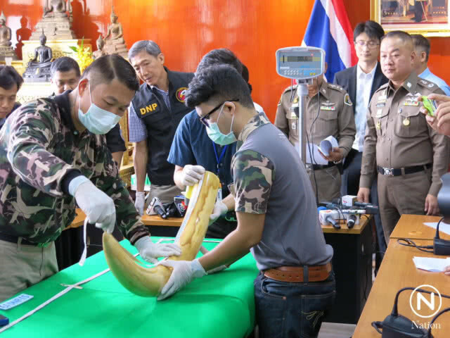 ตรวจงาช้าง "เปรมชัย" พบมีมูลค่ากว่า 2 ล้าน คาด 3 สัปดาห์รู้ผล