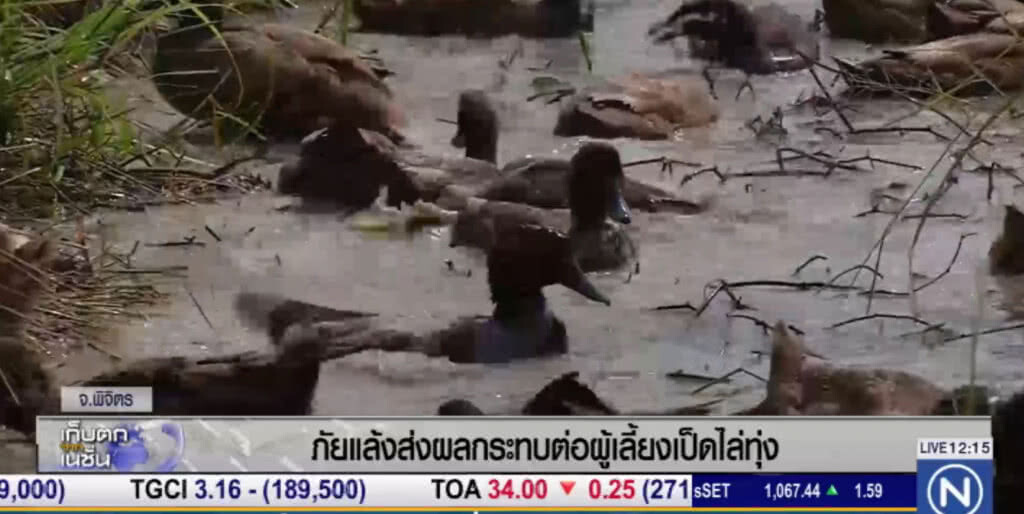 ภัยแล้ง เริ่มส่งผลกระทบต่อเกษตรกรผู้เลี้ยงเป็ดไล่ทุ่ง ภัยแล้ง เริ่มส่งผลกระทบต่อเกษตรกรผู้เลี้ยงเป็ดไล่ทุ่ง