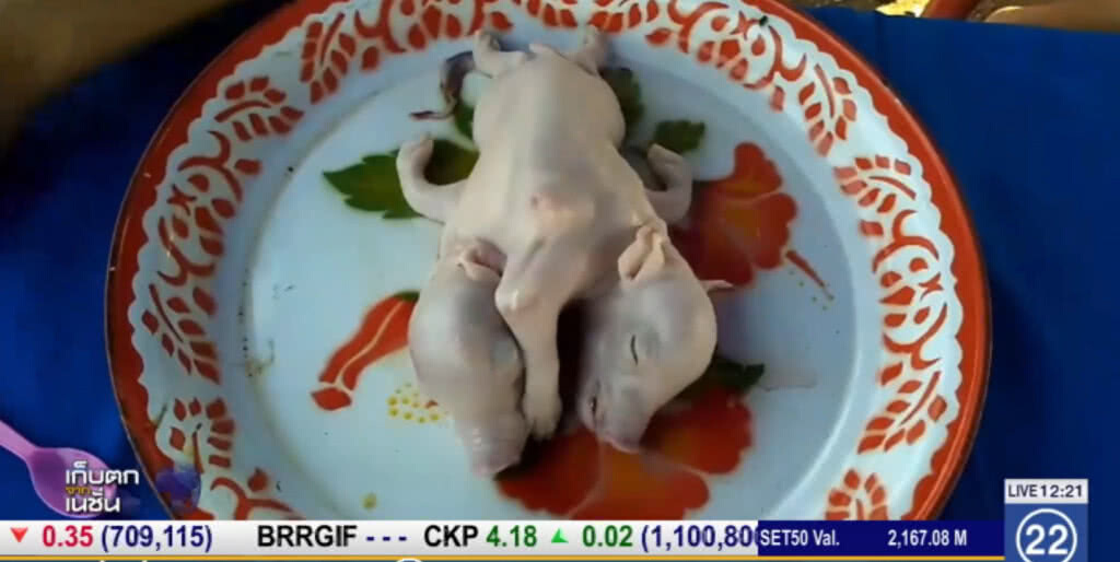 หมูออกลูก มี 2 หัว 5 ขา 1 หาง ชาวบ้าน แห่ตีเลขเด็ด