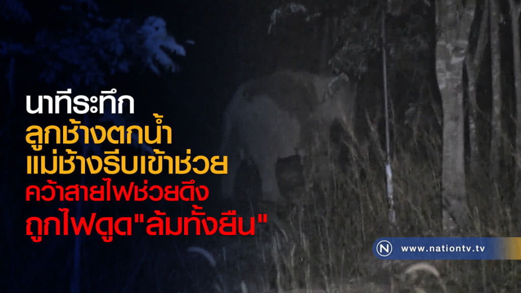 นาทีระทึก
ลูกช้างตกน้ำ แม่ช้างรีบเข้าช่วย
คว้าสายไฟช่วยดึง ถูกไฟดูด"ล้มทั้งยืน"