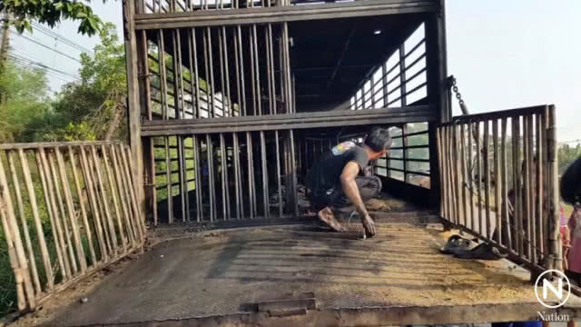 ไฟไหม้รถบรรทุก เผาหมูทั้งเป็นกว่า 100 ตัว