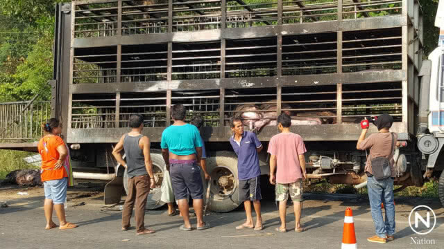 ไฟไหม้รถบรรทุก เผาหมูทั้งเป็นกว่า 100 ตัว