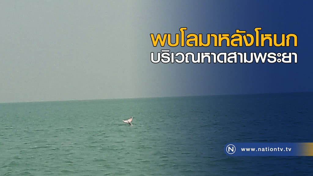 พบโลมาหลังโหนก ว่ายหากิน บริเวณหาดสามพระยา