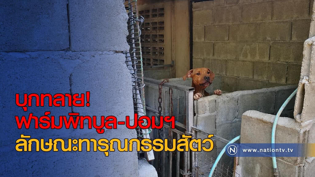 บุกทลายฟาร์มพิทบูล-ปอมเมอร์เรเนียน ลักษณะทารุณกรรมสัตว์
