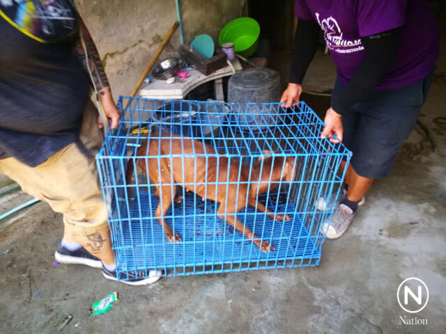 บุกทลายฟาร์มพิทบูล-ปอมเมอร์เรเนียน ลักษณะทารุณกรรมสัตว์