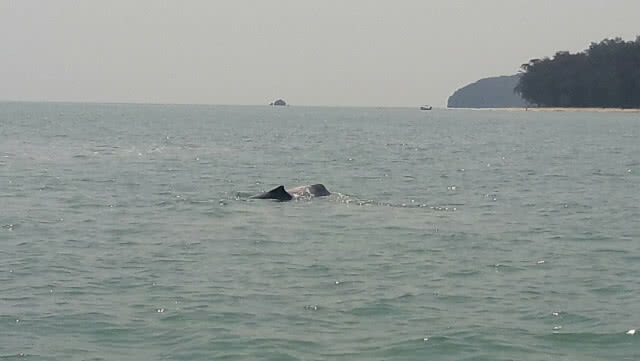 พบโลมาหลังโหนก ว่ายหากิน บริเวณหาดสามพระยา