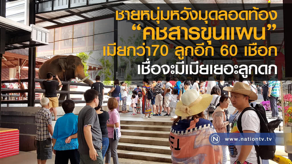 ชายหนุ่มแห่หวังมุดลอดท้อง "คชสารขุนแผน" เชื่อจะมีเมียเยอะลูกดก