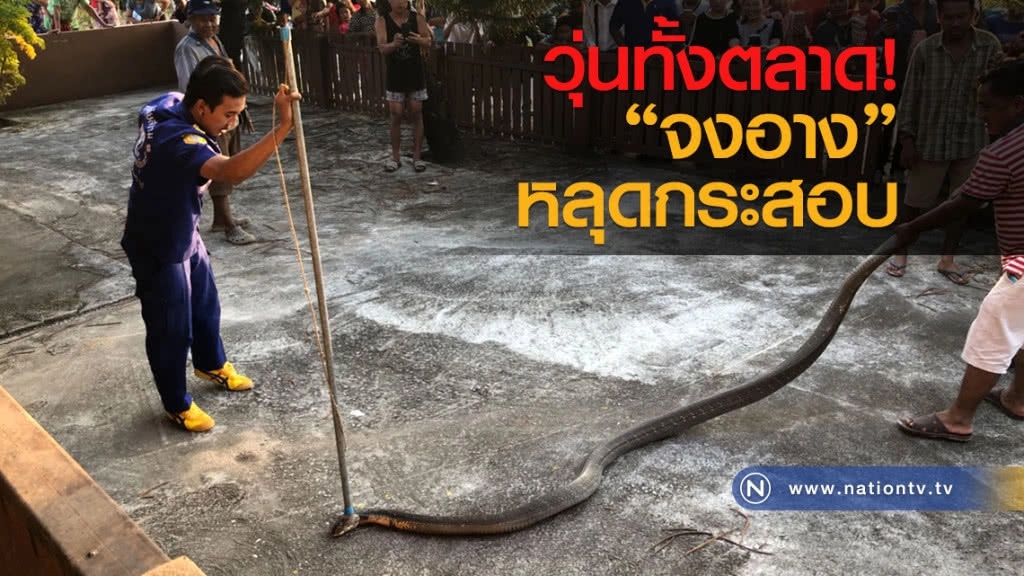 วุ่นทั้งตลาด
"จงอาง"หลุดกระสอบ