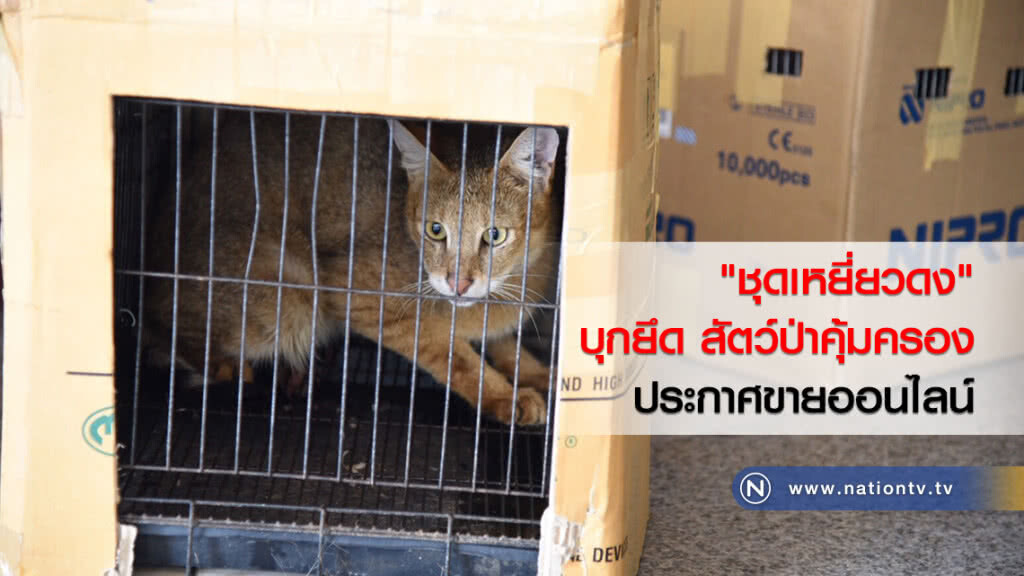 "ชุดเหยี่ยวดง" บุกยึด สัตว์ป่าคุ้มครอง
ประกาศขายทางออนไลน์ "ชุดเหยี่ยวดง" บุกยึด สัตว์ป่าคุ้มครอง
ประกาศขายทางออนไลน์
