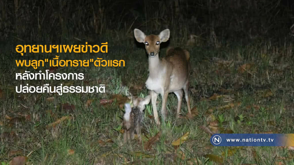 อุทยานฯเผยข่าวดี
พบลูก"เนื้อทราย"ตัวแรก
หลังทำโคงการปล่อยคืนธรรมชาติ