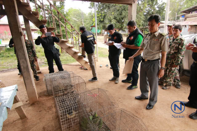 "ชุดเหยี่ยวดง" บุกยึด สัตว์ป่าคุ้มครอง
ประกาศขายทางออนไลน์