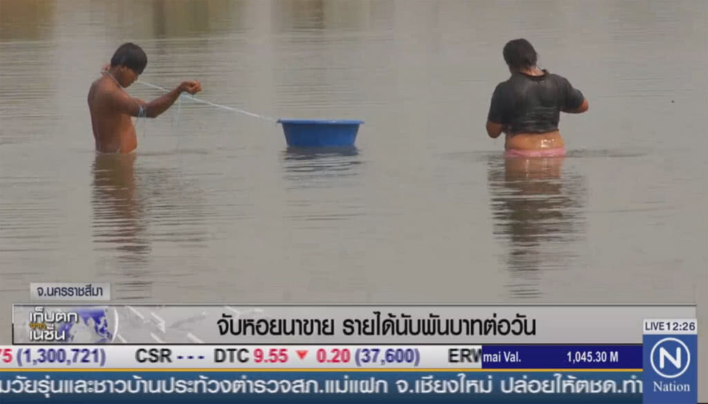 จับหอยนาขาย รายได้นับพันบาทต่อวัน จับหอยนาขาย รายได้นับพันบาทต่อวัน