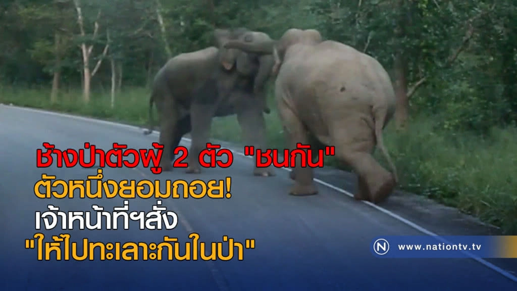 ช้างป่าตัวผู้ 2 ตัว "ชนกัน" ตัวหนึ่งยอมถอย! จนท.ฯสั่ง "ให้ไปทะเลาะกันในป่า"