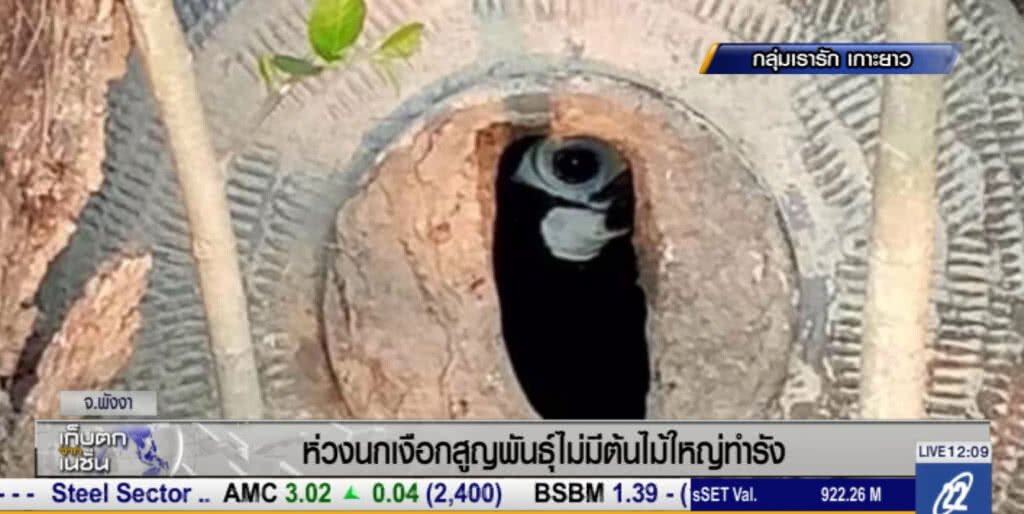 ชาวเกาะยาว ห่วงนกเงือกสูญพันธุ์ เพราะไม่มีต้นไม้ใหญ่ทำรัง ชาวเกาะยาว ห่วงนกเงือกสูญพันธุ์ เพราะไม่มีต้นไม้ใหญ่ทำรัง