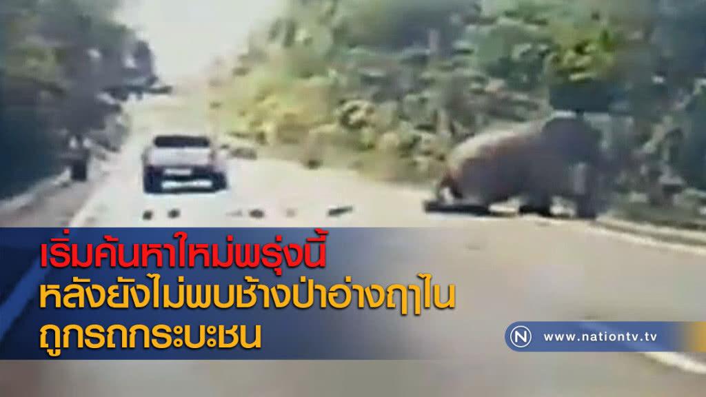 เริ่มค้นหาใหม่พรุ่งนี้ หลังยังไม่พบช้างป่าอ่างฤาไนถูกรถกระบะชน