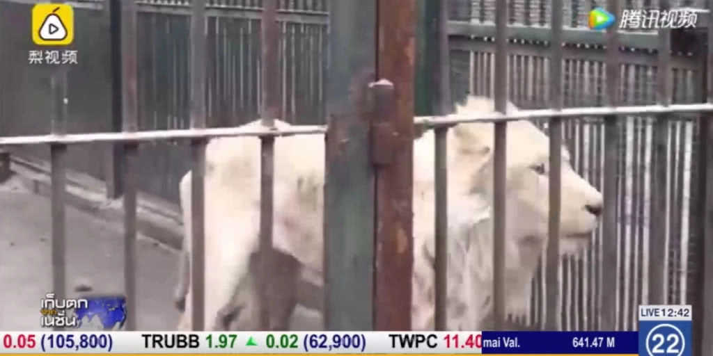 ลือ! สิงโตในสวนสัตว์จีน หิวโซจนต้องกินหางตัวเอง