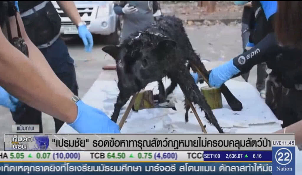 "เปรมชัย" รอดข้อหาทารุณสัตว์ เหตุ กม.ไม่ครอบคลุมสัตว์ป่า "เปรมชัย" รอดข้อหาทารุณสัตว์ เหตุ กม.ไม่ครอบคลุมสัตว์ป่า