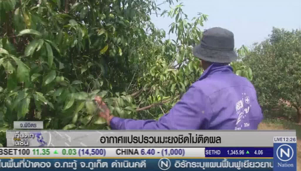 อากาศแปรปรวน มะยงชิดไม่ติดผล อากาศแปรปรวน มะยงชิดไม่ติดผล