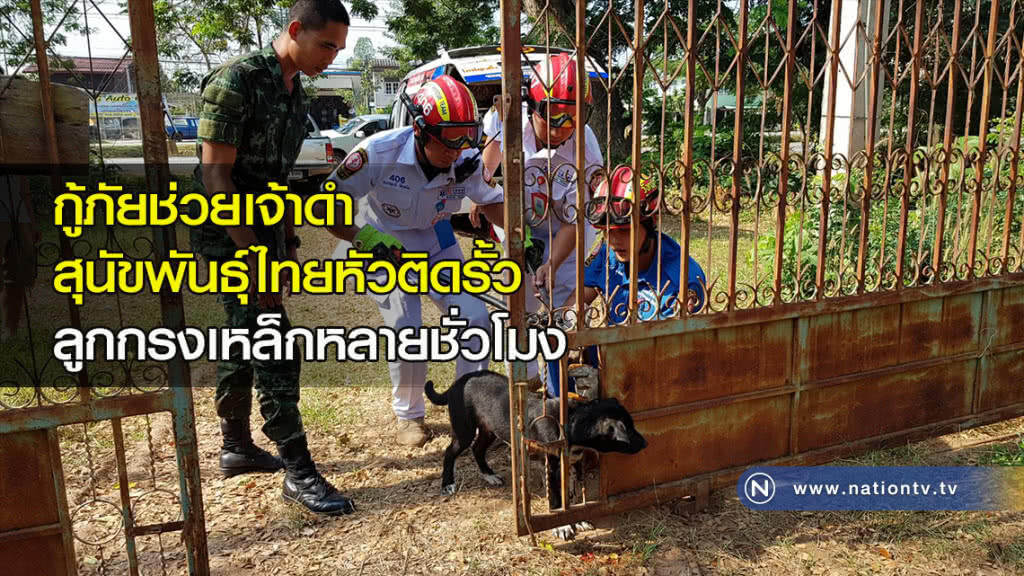 กู้ภัยช่วยเจ้าดำสุนัขพันธุ์ไทยหัวติดรั้วลูกกรงเหล็กหลายชั่วโมง กู้ภัยช่วยเจ้าดำสุนัขพันธุ์ไทยหัวติดรั้วลูกกรงเหล็กหลายชั่วโมง