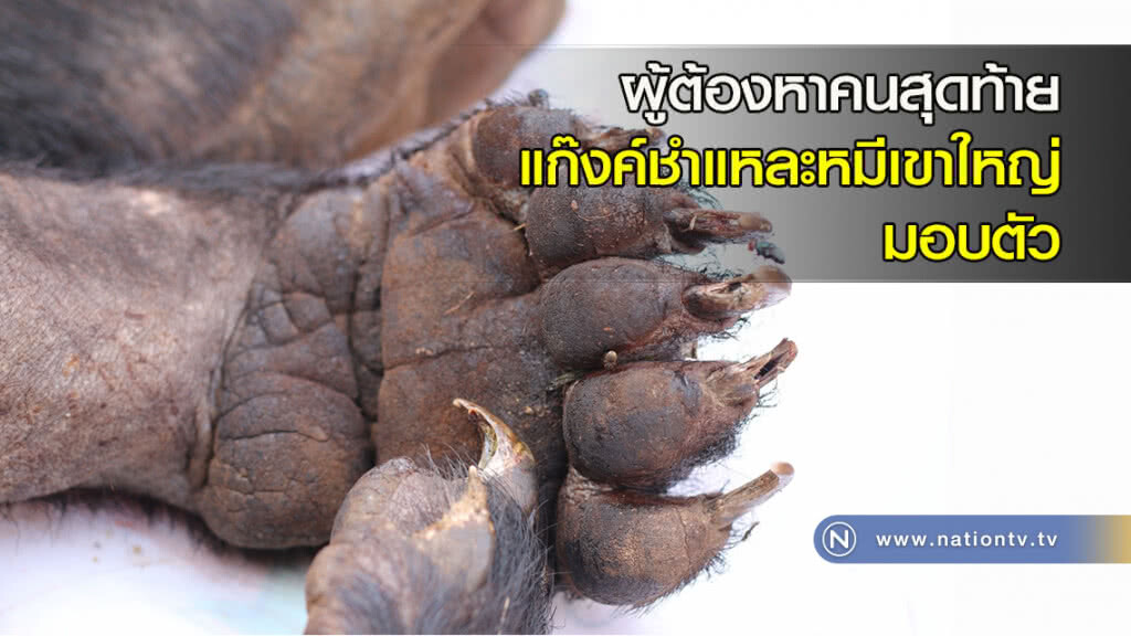 ผู้ต้องหาคนสุดท้ายแก๊งค์ชำแหละหมีเขาใหญ่ มอบตัว ผู้ต้องหาคนสุดท้ายแก๊งค์ชำแหละหมีเขาใหญ่ มอบตัว