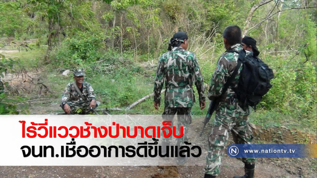 ไร้วี่แววช้างป่าบาดเจ็บ จนท.เชื่ออาการดีขึ้นแล้ว
