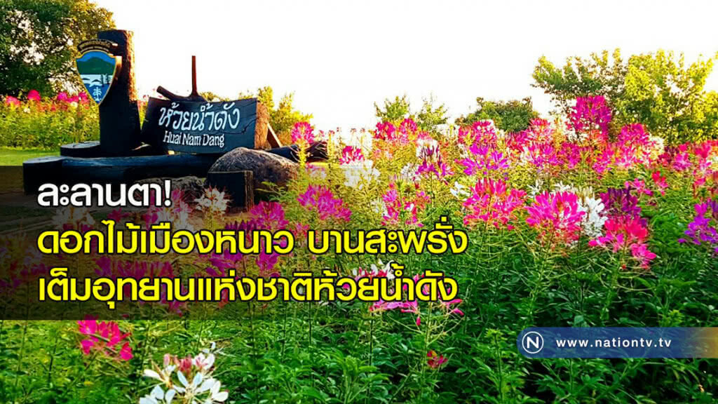 ละลานตา! ดอกไม้เมืองหนาวบานสะพรั่งเต็มอุทยานแห่งชาติห้วยน้ำดัง ละลานตา! ดอกไม้เมืองหนาวบานสะพรั่งเต็มอุทยานแห่งชาติห้วยน้ำดัง