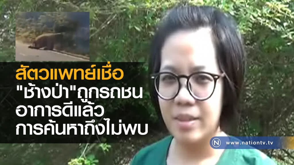 สัตวแพทย์เชื่อช้างป่าถูกรถชนอาการดีแล้วทำให้การค้นหาไม่พบ