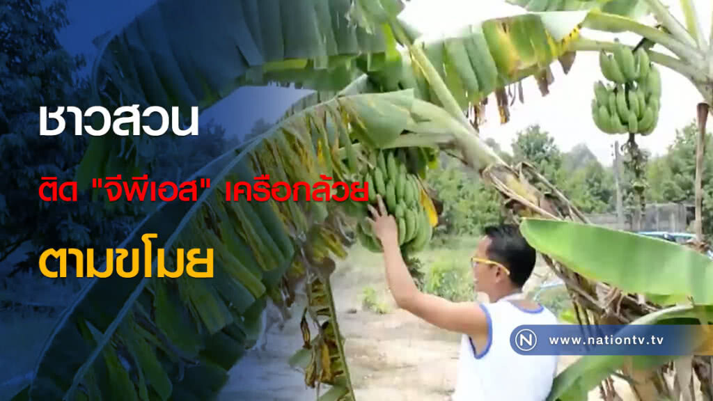 ชาวสวนติด "จีพีเอส" เครือกล้วย ตามขโมย