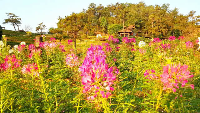 ละลานตา! ดอกไม้เมืองหนาวบานสะพรั่งเต็มอุทยานแห่งชาติห้วยน้ำดัง