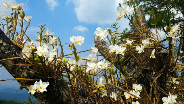 ละลานตา! ดอกไม้เมืองหนาวบานสะพรั่งเต็มอุทยานแห่งชาติห้วยน้ำดัง