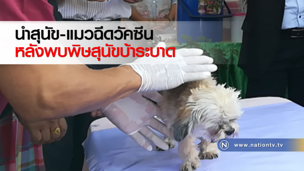 นำสุนัข-แมวฉีดวัคซีนหลังพบพิษสุนัขบ้าระบาด
