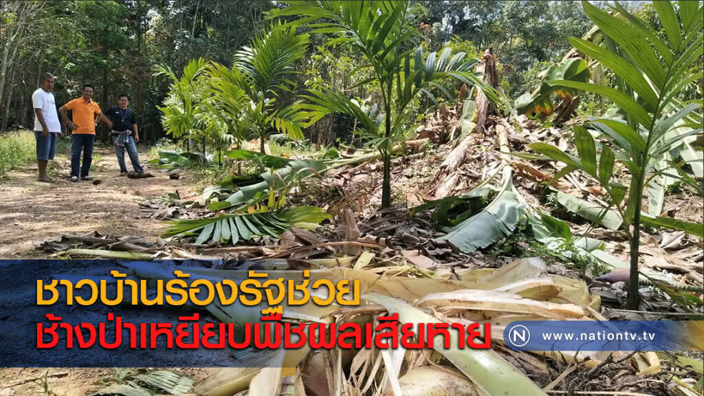ชาวบ้านร้องรัฐช่วย ช้างป่าเหยียบพืชผลเสียหาย ชาวบ้านร้องรัฐช่วย ช้างป่าเหยียบพืชผลเสียหาย