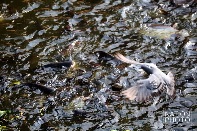 ปชช.จำนวนมาก หลั่งไหลทำบุญตักบาตร ปล่อยนกปล่อยปลาที่วัดหลวงพ่อโต