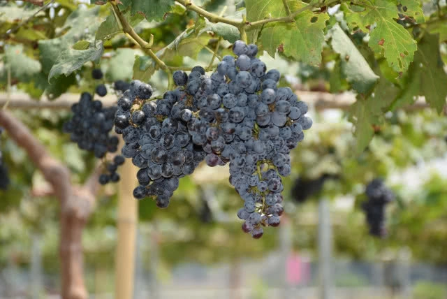 อดีตพนง.สาว BTS พลิกที่ดินรกร้างทำไร่องุ่นออแกนิค