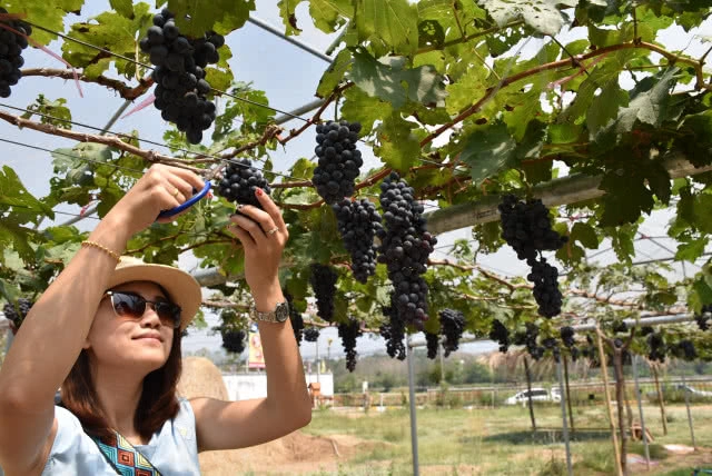 อดีตพนง.สาว BTS พลิกที่ดินรกร้างทำไร่องุ่นออแกนิค