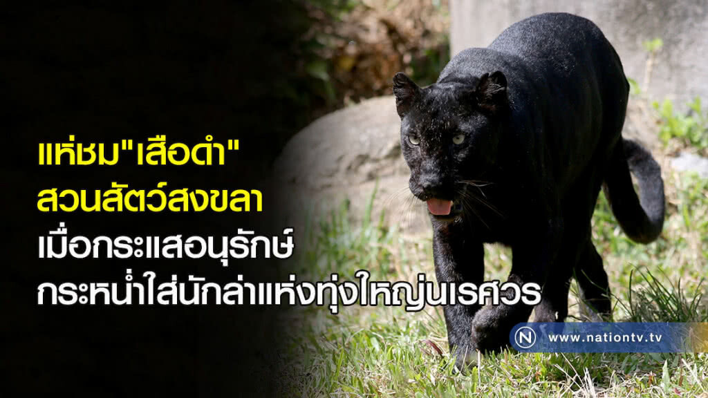 แห่ชม"เสือดำ" สวนสัตว์สงขลา เมื่อกระแสอนุรักษ์กระหน่ำใส่นักล่าแห่งทุ่งใหญ่นเรศวร แห่ชม"เสือดำ" สวนสัตว์สงขลา เมื่อกระแสอนุรักษ์กระหน่ำใส่นักล่าแห่งทุ่งใหญ่นเรศวร