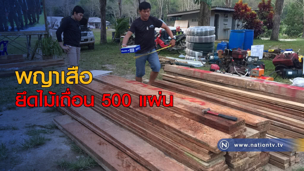 พญาเสือยึดไม้เถื่อน 500 แผ่น พญาเสือยึดไม้เถื่อน 500 แผ่น