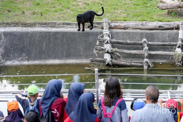 แห่ชม"เสือดำ" สวนสัตว์สงขลา เมื่อกระแสอนุรักษ์กระหน่ำใส่นักล่าแห่งทุ่งใหญ่นเรศวร
