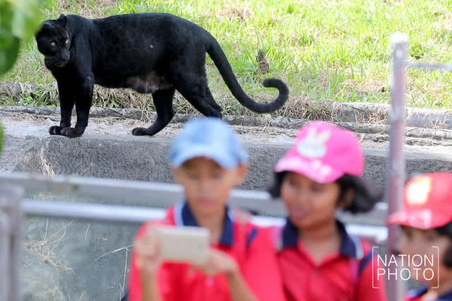 แห่ชม"เสือดำ" สวนสัตว์สงขลา เมื่อกระแสอนุรักษ์กระหน่ำใส่นักล่าแห่งทุ่งใหญ่นเรศวร