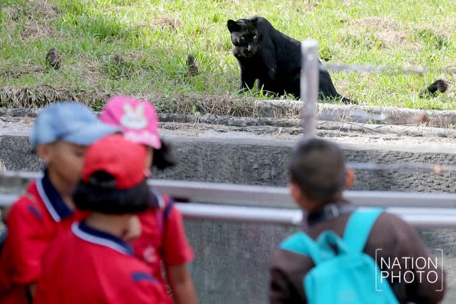 แห่ชม"เสือดำ" สวนสัตว์สงขลา เมื่อกระแสอนุรักษ์กระหน่ำใส่นักล่าแห่งทุ่งใหญ่นเรศวร