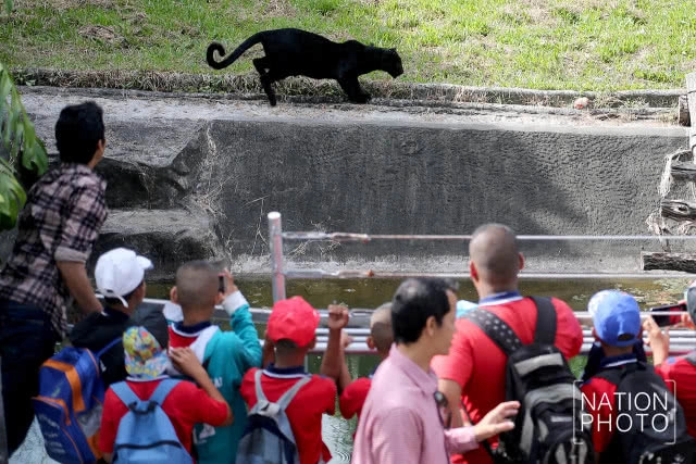 แห่ชม"เสือดำ" สวนสัตว์สงขลา เมื่อกระแสอนุรักษ์กระหน่ำใส่นักล่าแห่งทุ่งใหญ่นเรศวร