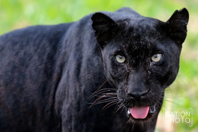 แห่ชม"เสือดำ" สวนสัตว์สงขลา เมื่อกระแสอนุรักษ์กระหน่ำใส่นักล่าแห่งทุ่งใหญ่นเรศวร